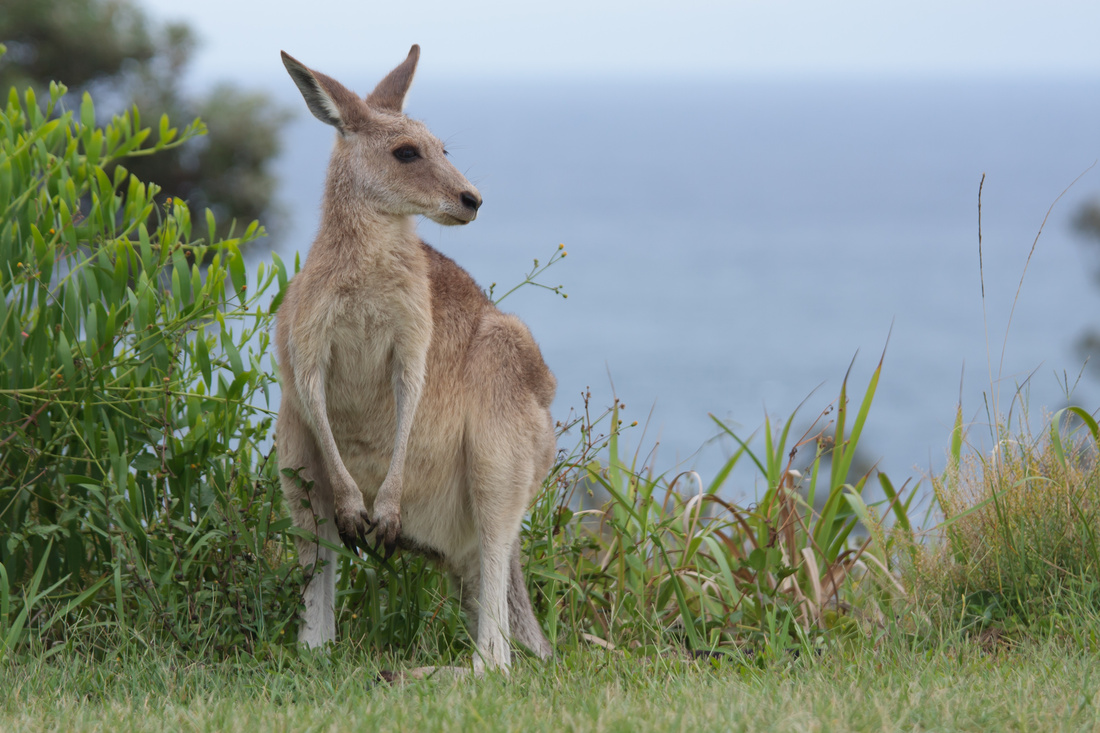  Eastern grey kangaroo